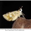 mushampia proteides female2b